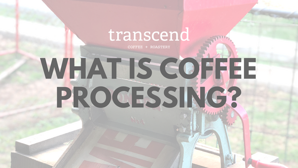 What is coffee processing?