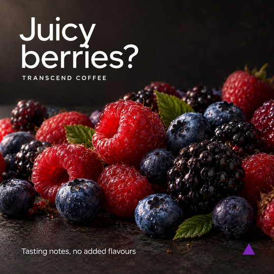 A close-up arrangement of fresh berries on a dark surface, including red raspberries, blueberries, and blackberries, with green leaves. Large white text at the top reads 'Juicy berries?' and smaller text below reads 'TRANSCEND COFFEE'.