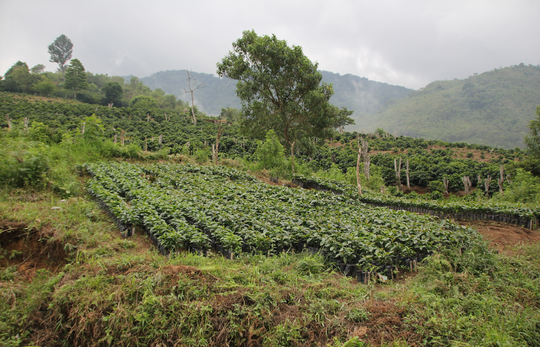 A wide view of a lush green hillside farm with rows of young plants or crops, trees, and misty mountains in the background under an overcast sky.