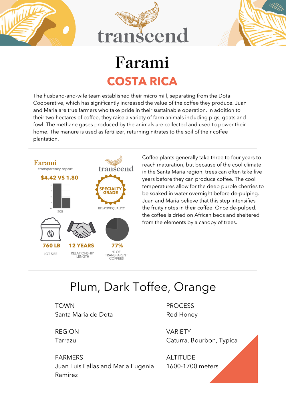 Transcend Coffee Farami Info Sheet