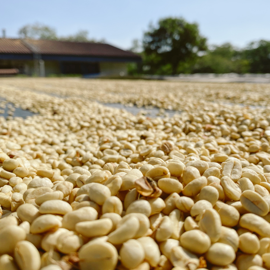 Washed coffee drying on a patio on a sunny day.