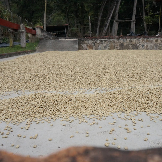 Green coffee drying on a patio.