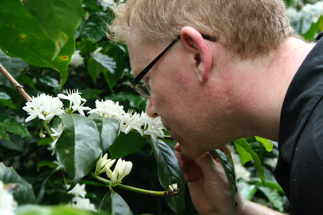 Poul smelling white flowers on a coffee tree