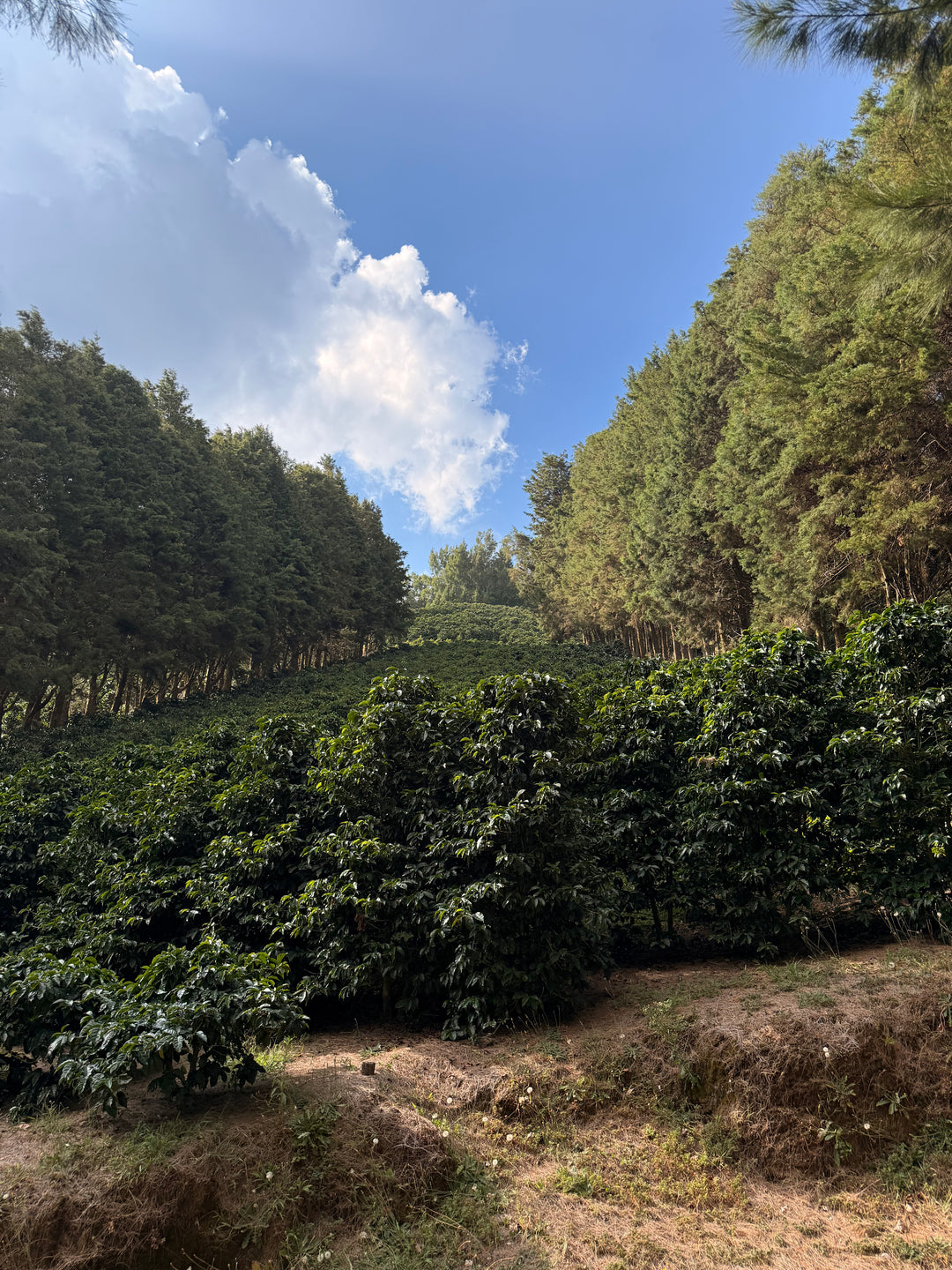 Coffee trees planted on Finca Sumava