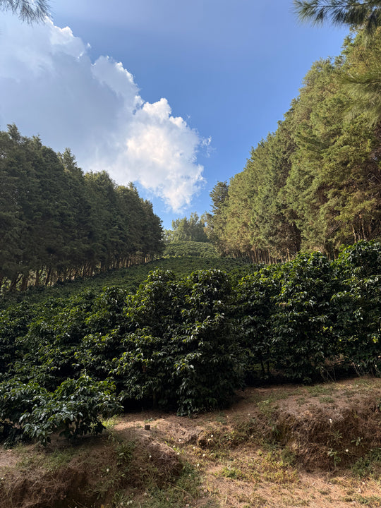 Coffee trees planted on Finca Sumava