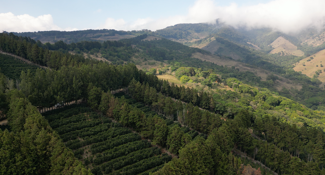 Aerial view of a lush green mountain landscape with forested hills, rolling ridges, patches of clouds, and a few tan grazing slopes under a pale blue sky.