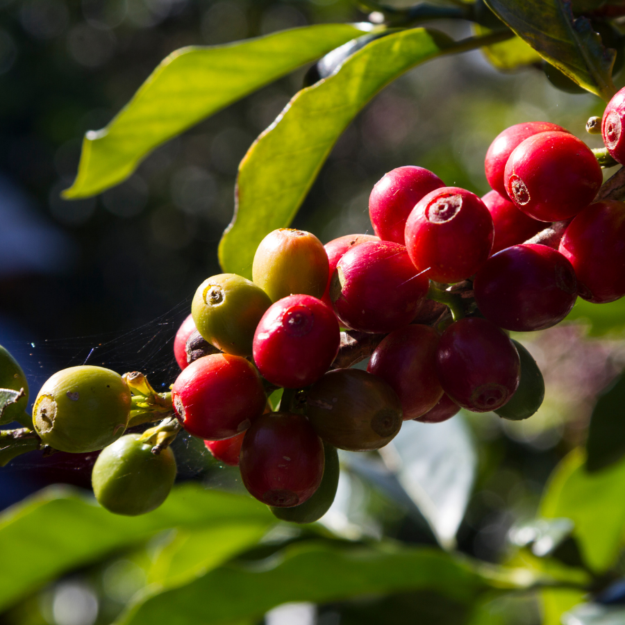 Coffee Cherries