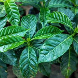 Coffee Shrubs